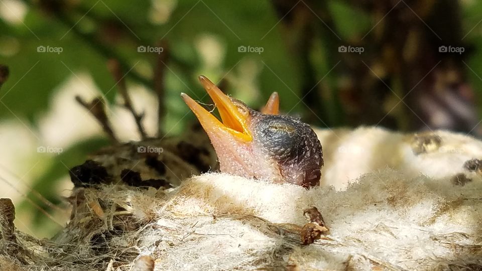 Newly hatched hummingbird