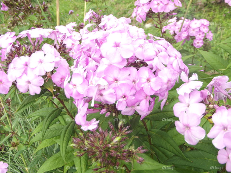 Pink Beauty