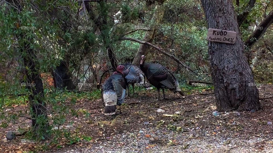 Wildlife - Turkeys