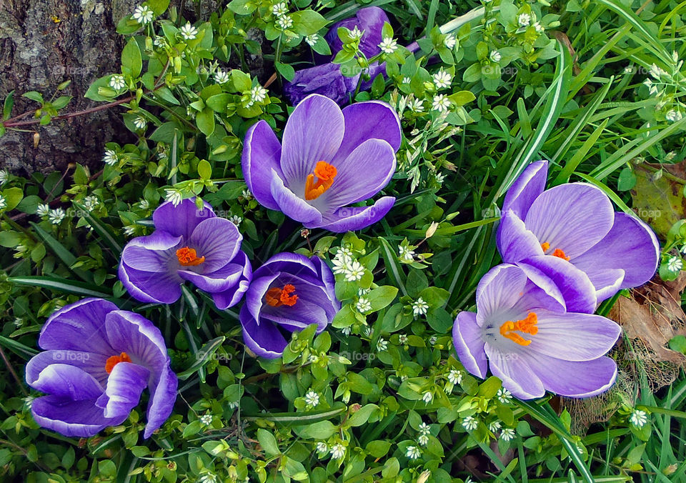 purple flowers, spring