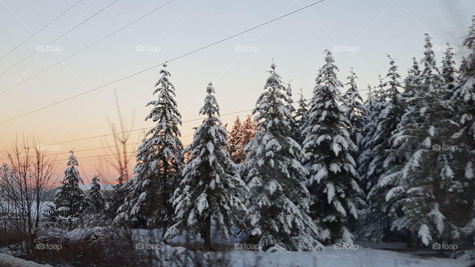 snow covered pines