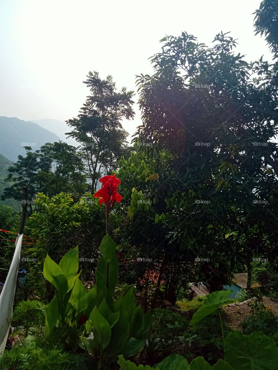 The Red in the Green 😊