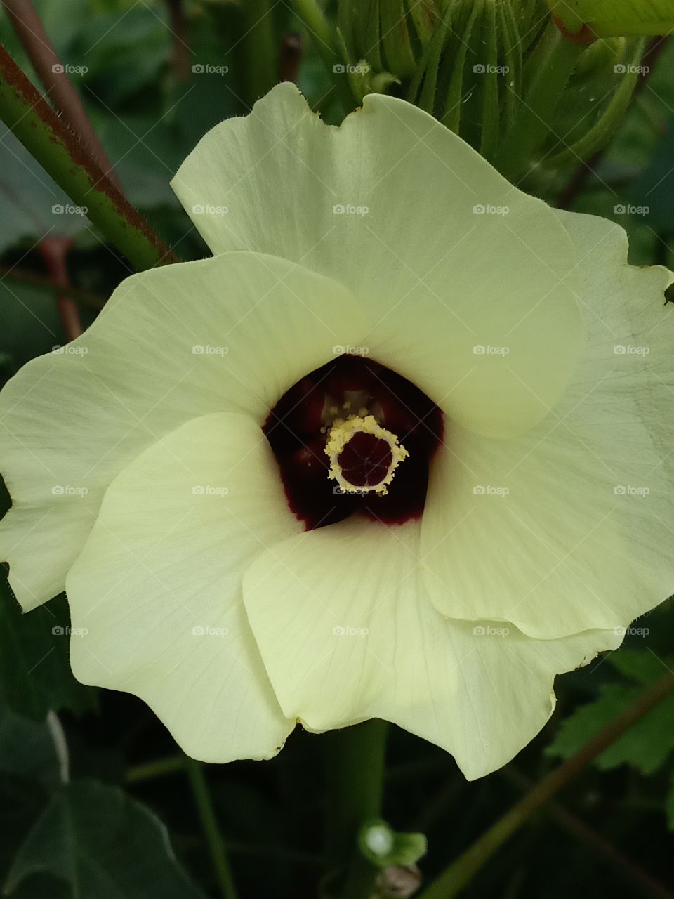 yellow okra bloom