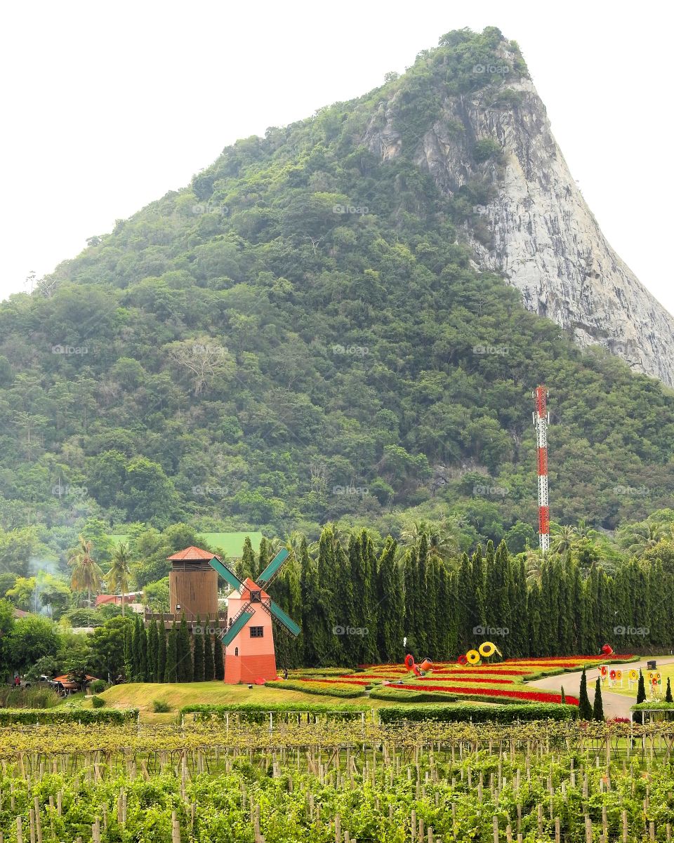 Wine garden in thailand 
