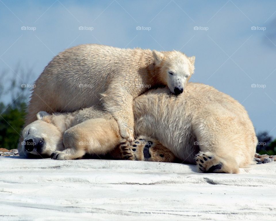Polar Bear Mom and Baby