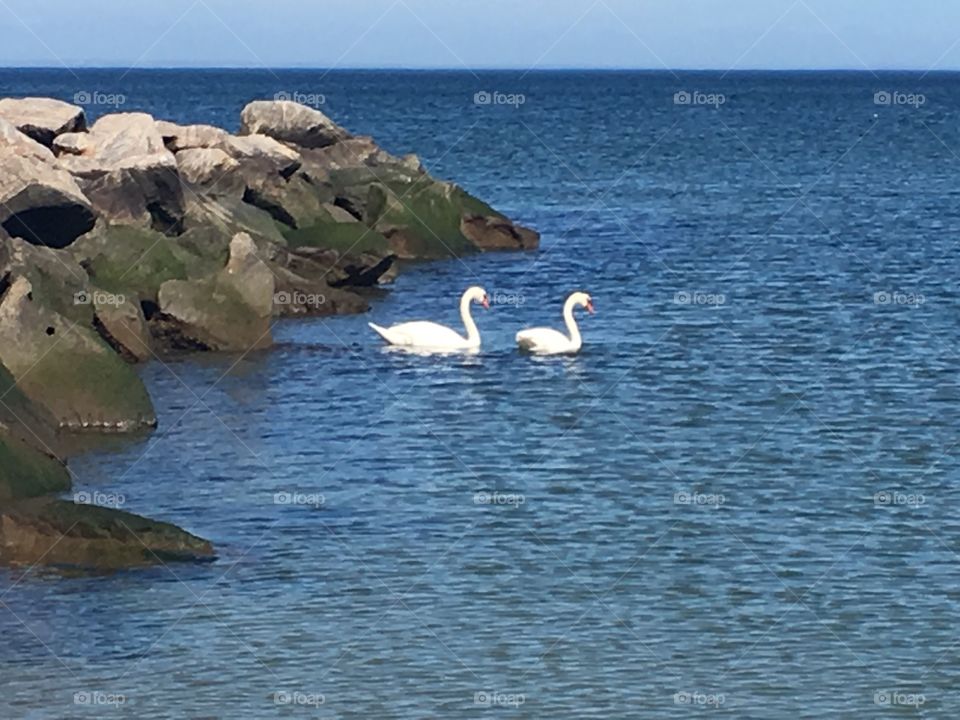 Two swans in the ocean.