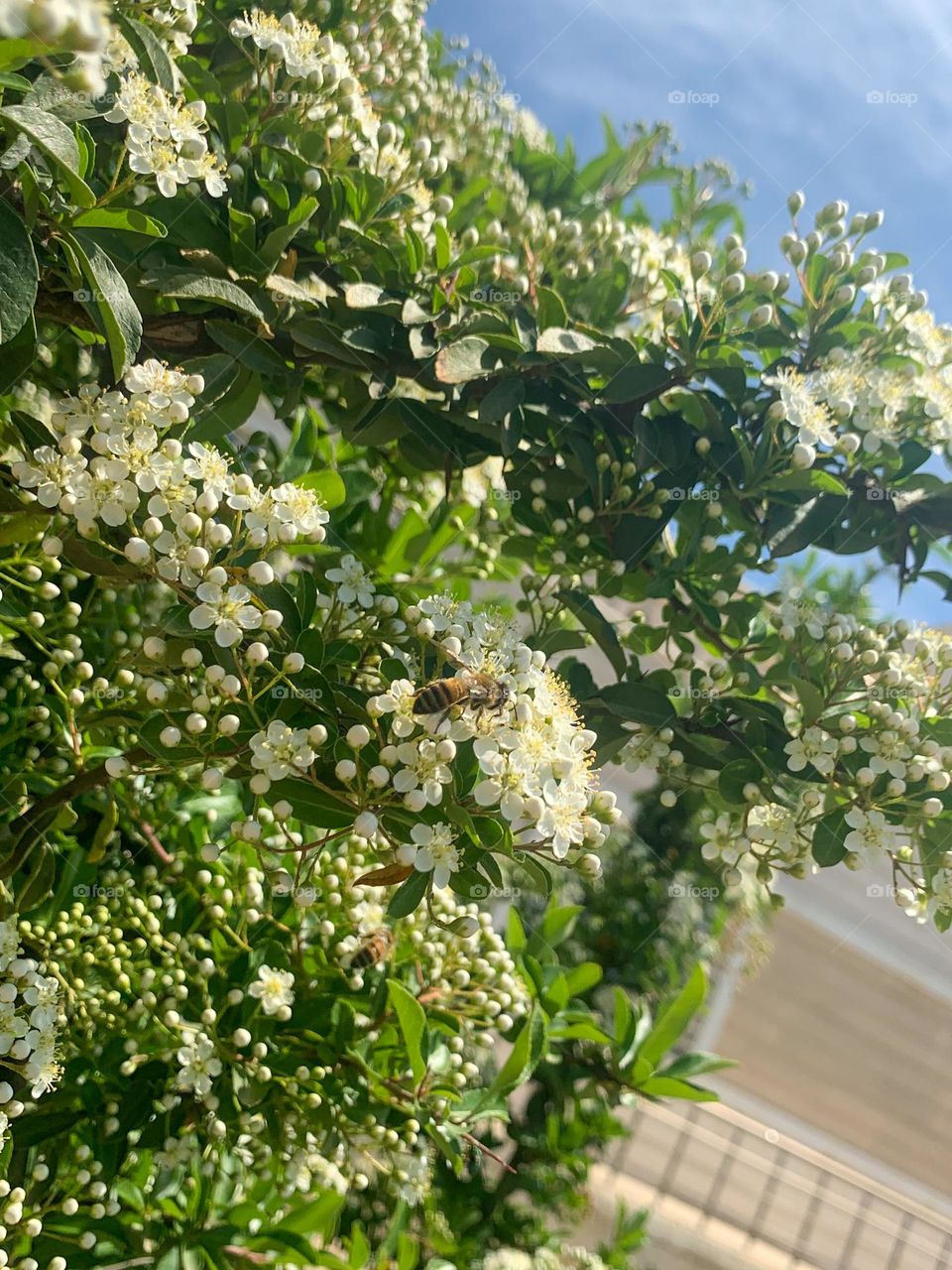 White flower with bee in sunny day 