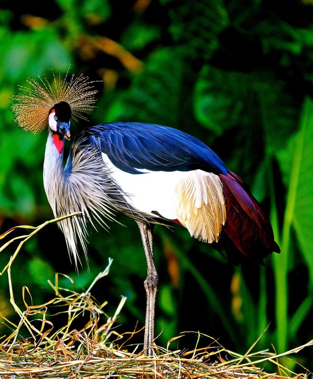 Close-up of a colorful bird