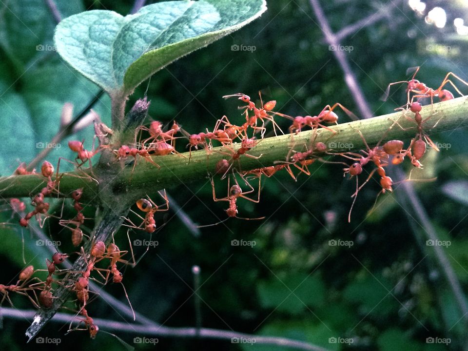 Red Ants