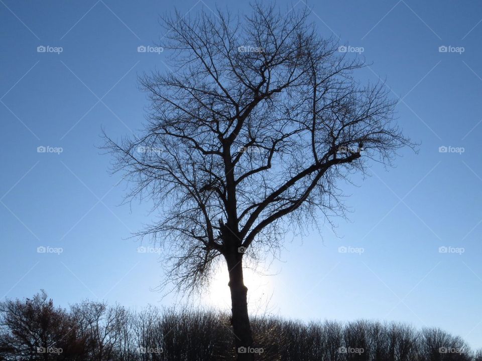 Tree on the Hill