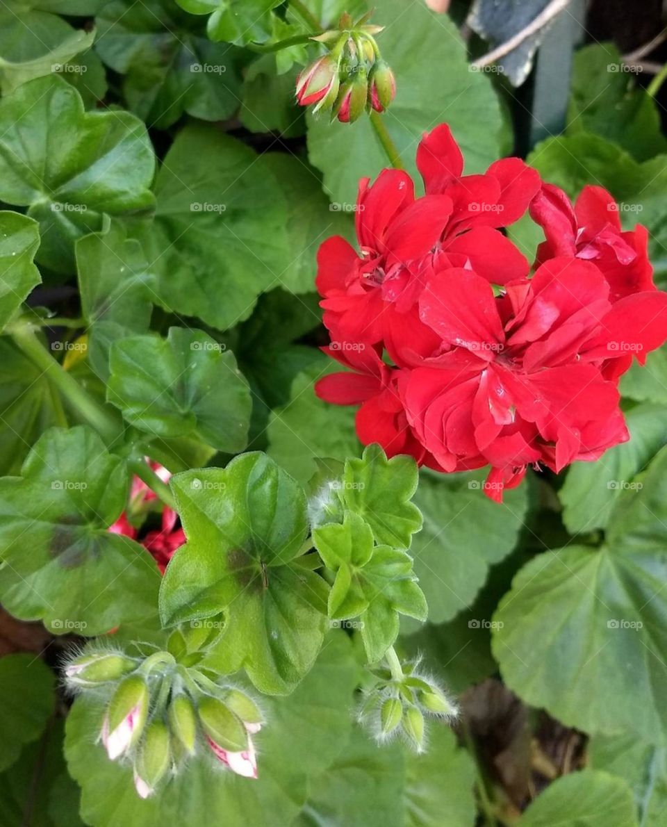 red geranium