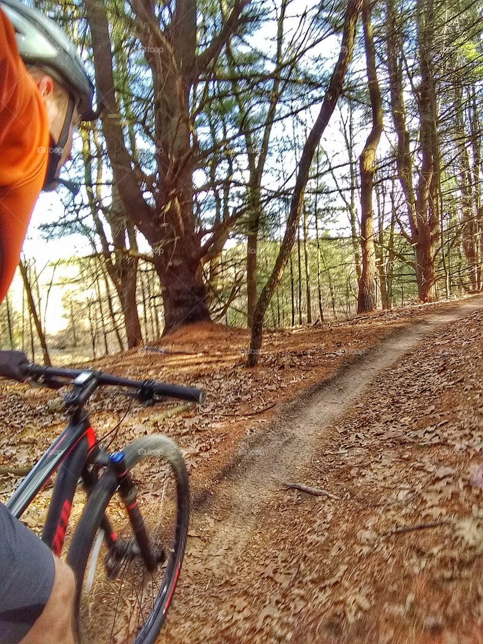 Mountain biking on singletrack.