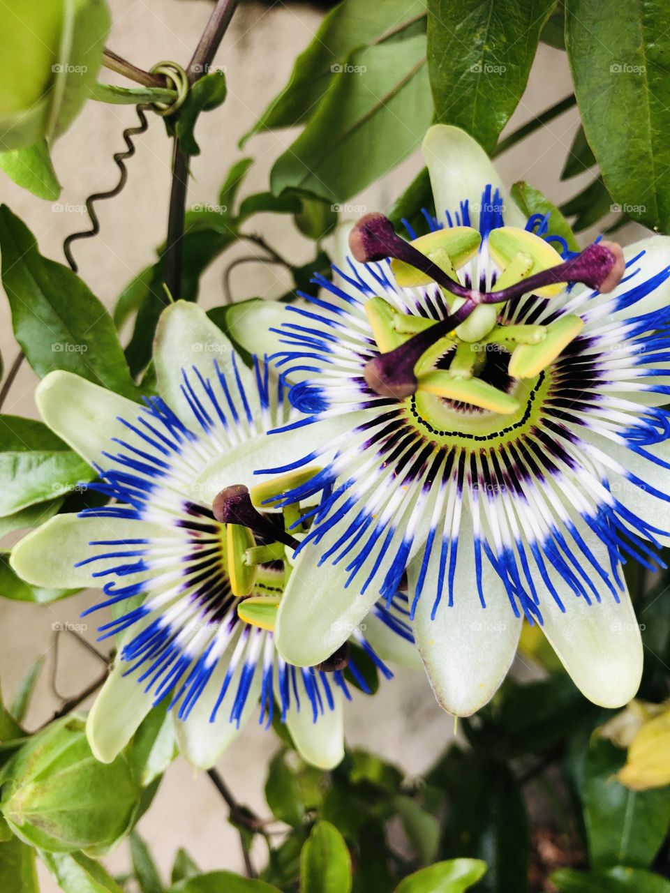 Smells so Devine 👌