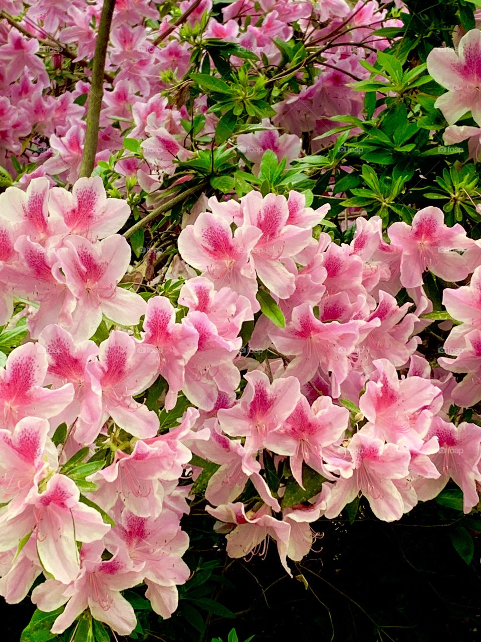 Some pretty pink flowers