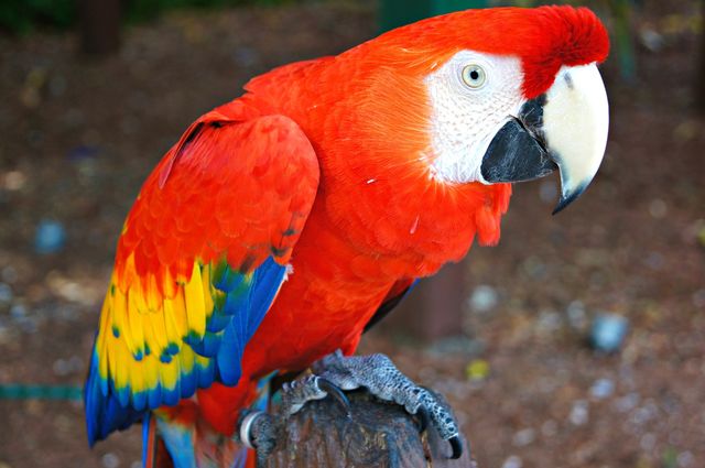 Bird 