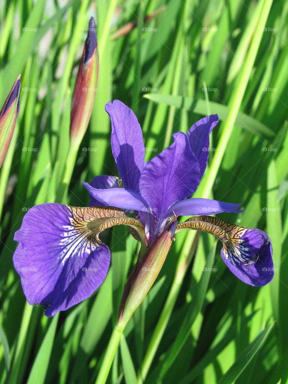 Perpl Iris