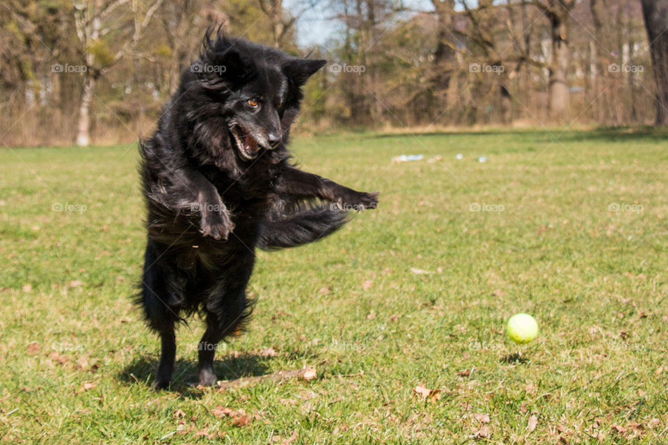 Dog playing with ball