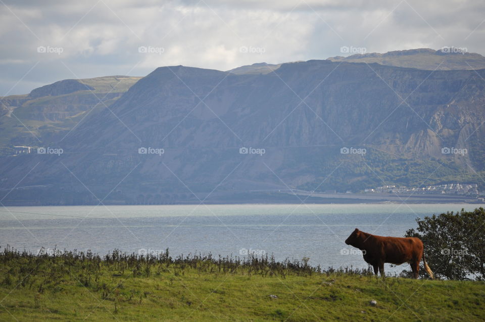 A bull gazes out of the Menai Straits to the mountains of Snowdonia on the other side. Gwynedd, Wales, UK