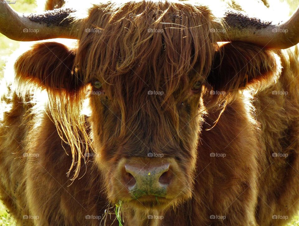 Beautiful Highland cow