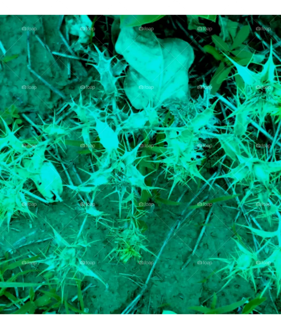 forest plants image