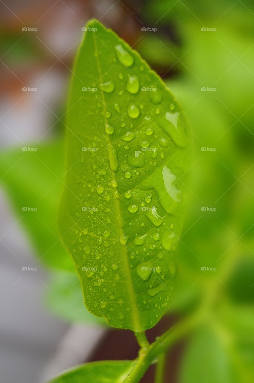 Wassertropfen auf dem Blatt