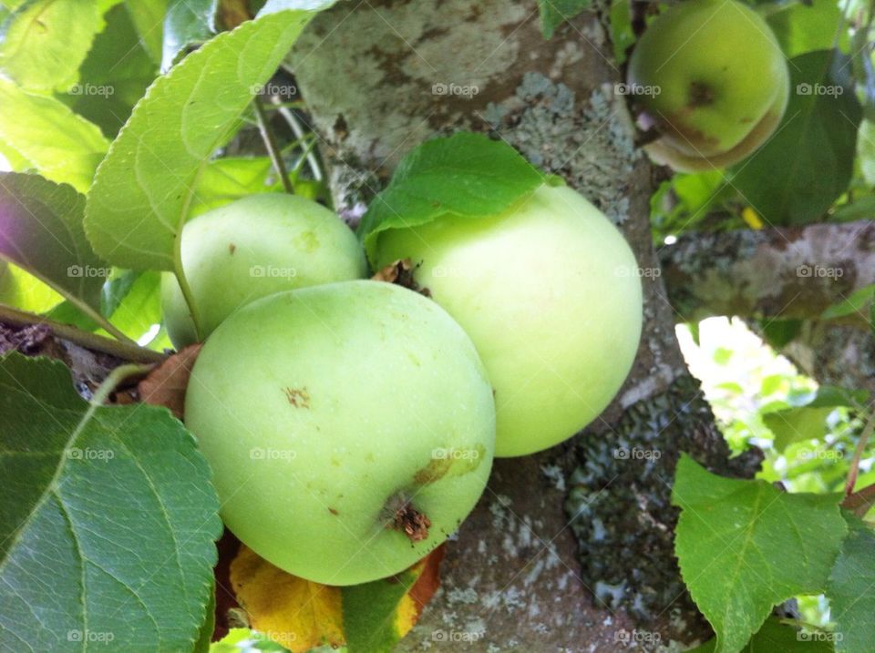 Fruit tree with green apples.