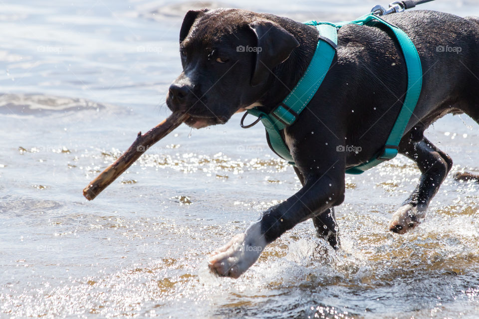 Happy proud playful puppy carrying his stick in the water  - glad söt stolt hund Amstaff valp bär sin pinne 