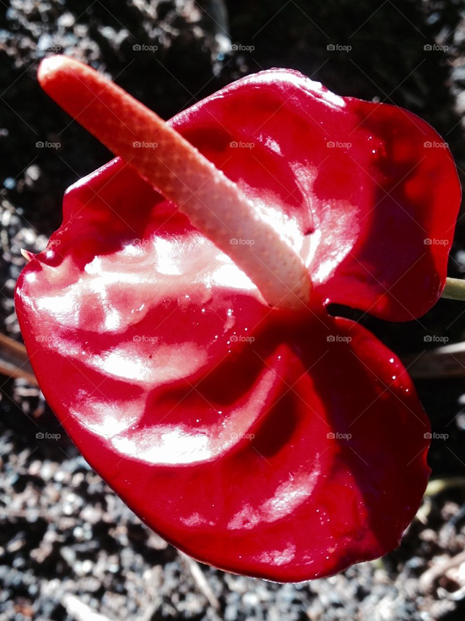 Red anthurium 
