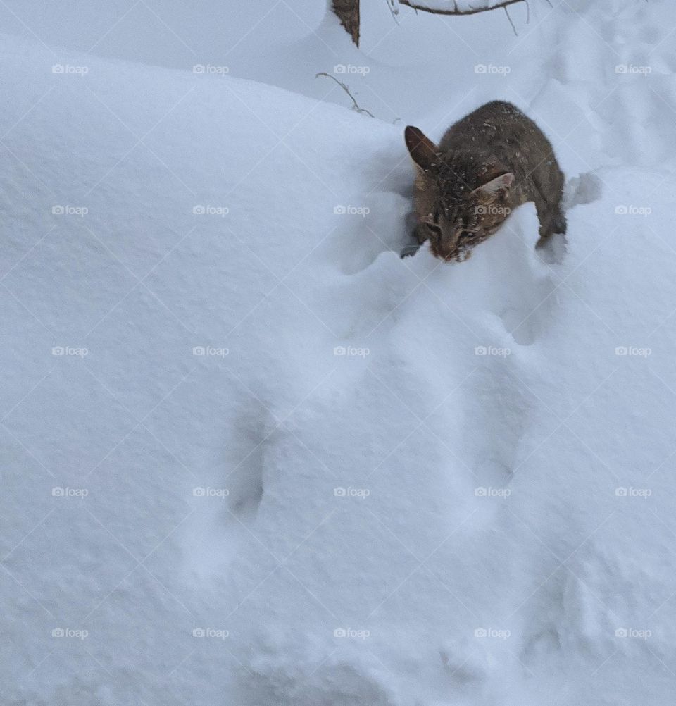 cat playing snow