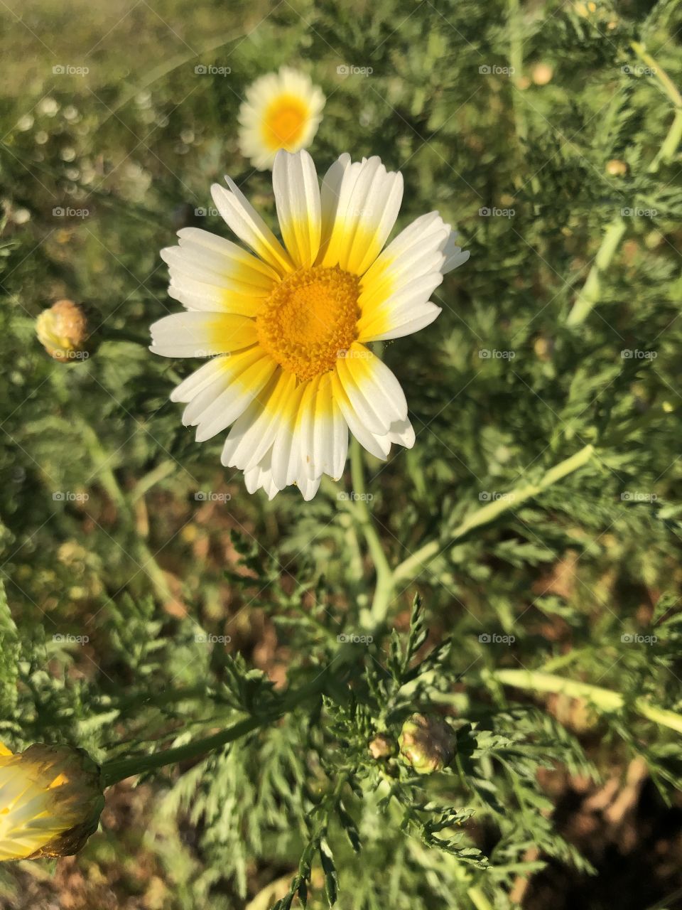 Yellow flowers in spring 