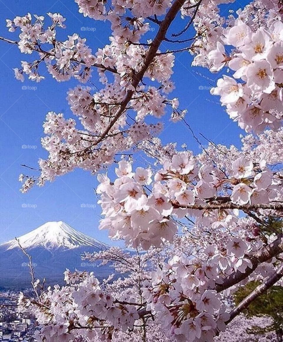 sakura on the top of mount fuji