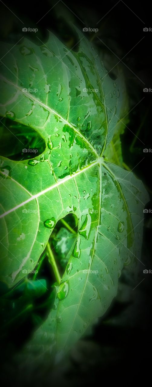 green leaf