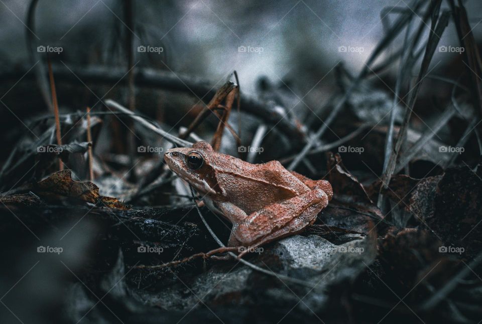 frog in autumn