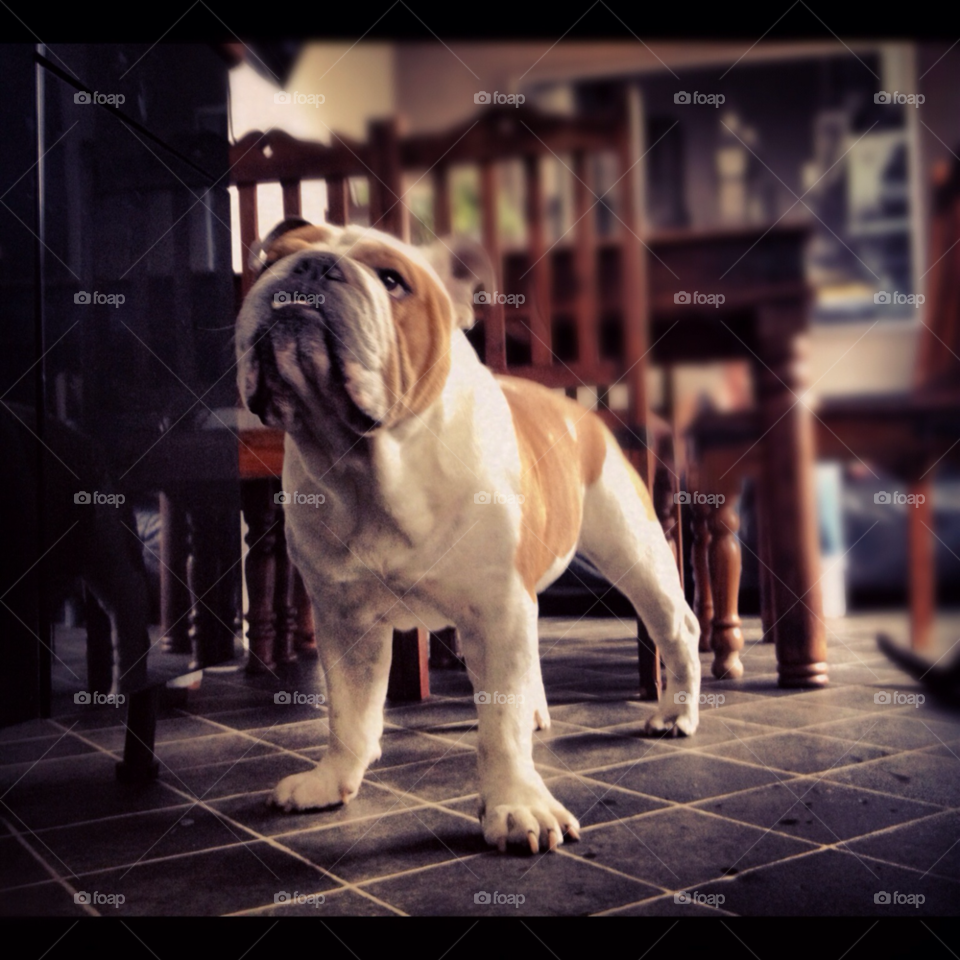 Bulldog strong stance in kitchen . Bulldog strong stance in kitchen 