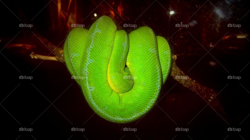 Green snake sleeping 