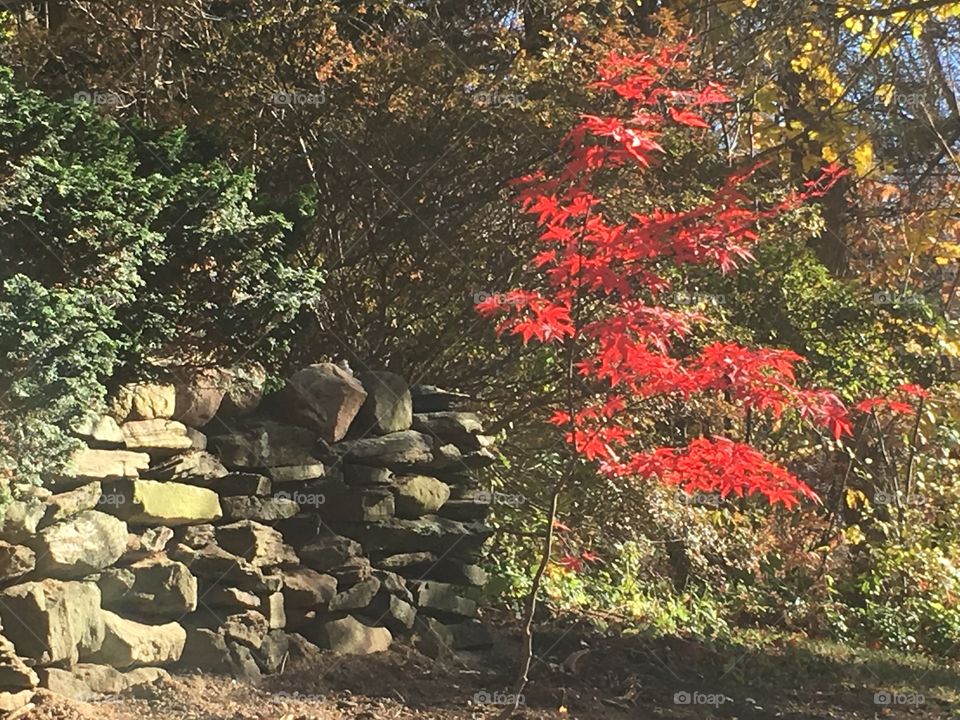 Stone wall and sunlit maple