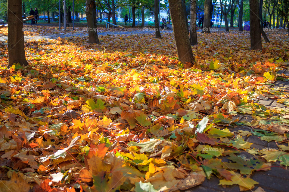 carpet of fallen yellow leaves in autumn park