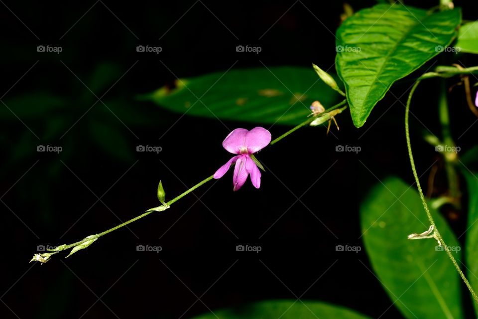 Purple miniature orchid 