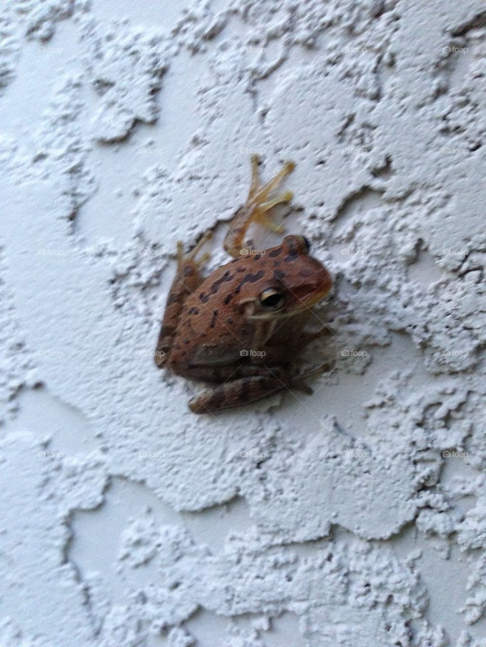 Tree frog cutie