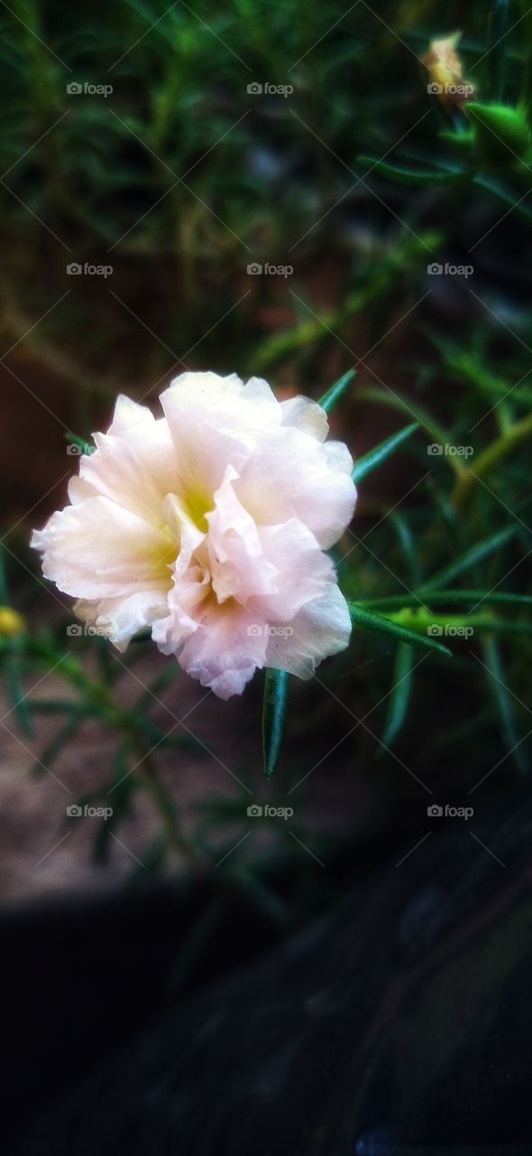 Rose moss is an ornamental plant belonging to the family Portulacaceae