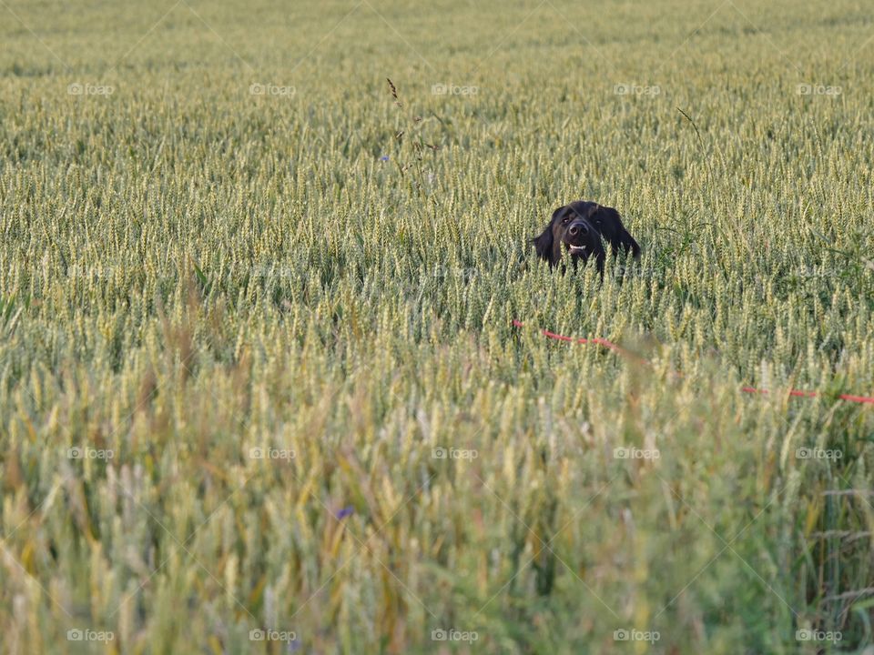 Dog looks out of cereal field