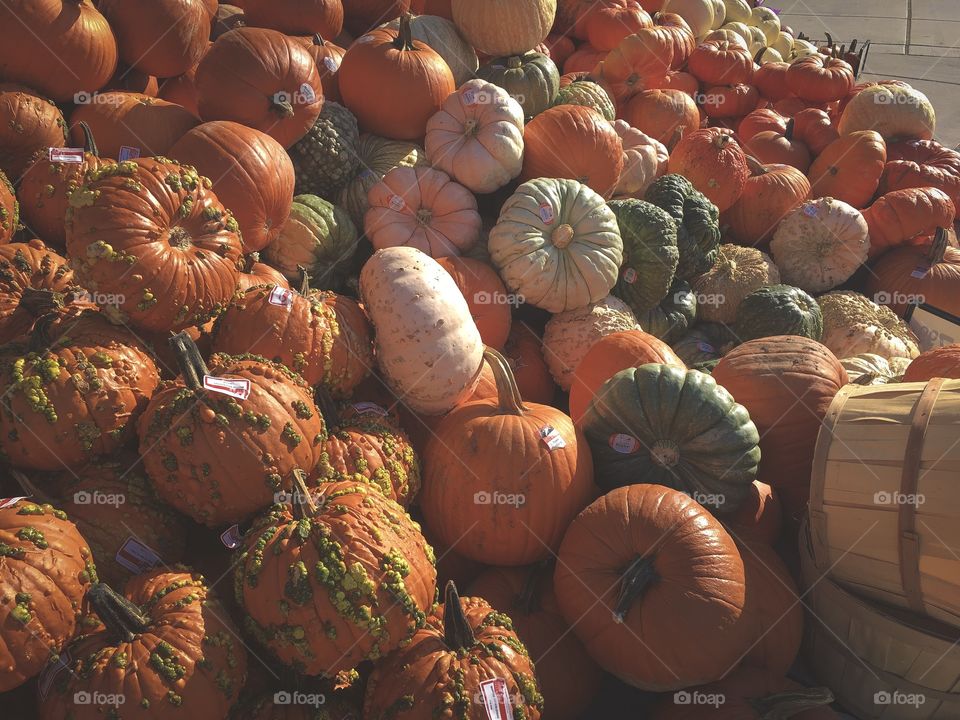 Pumpkins in pile