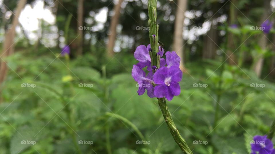 beautiful flower