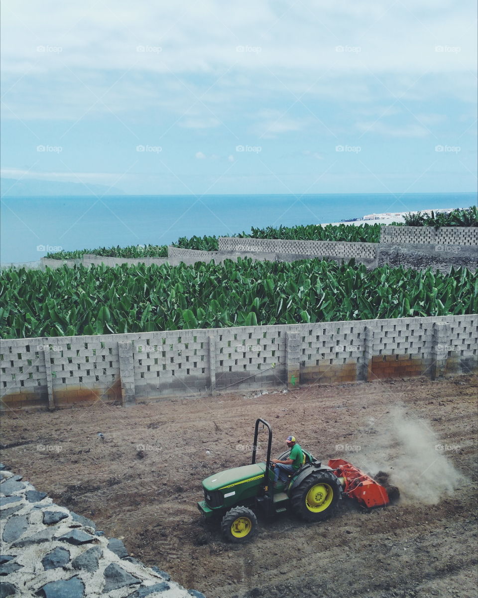 banana plantation