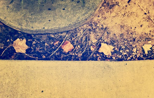 Three rustic fall colored leaves on the ground