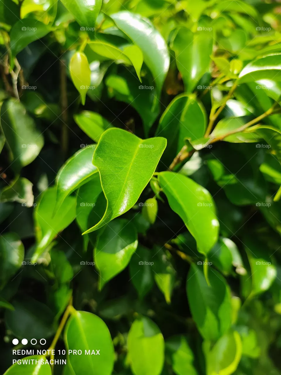 Beautiful green leaves