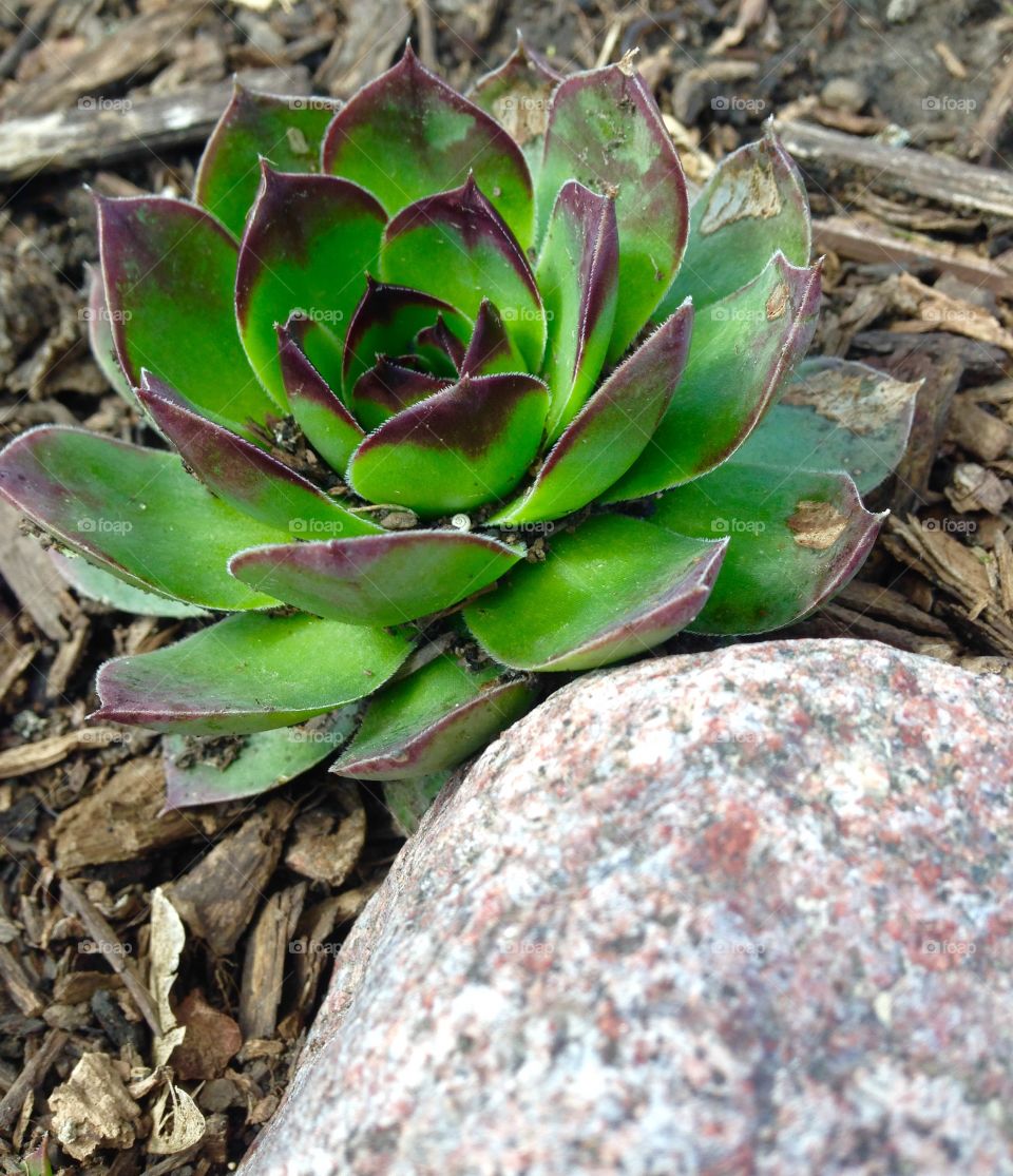 Succulent 