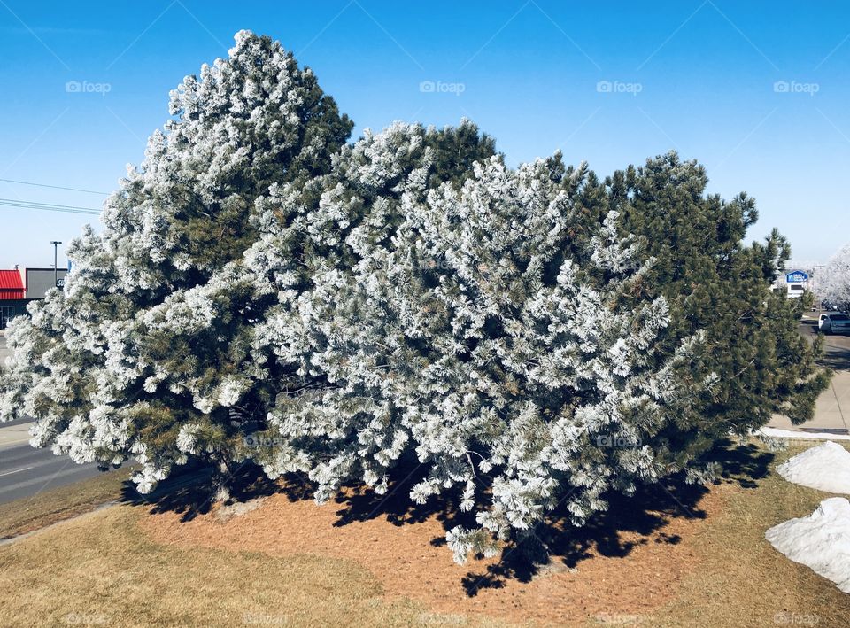 Frozen pines