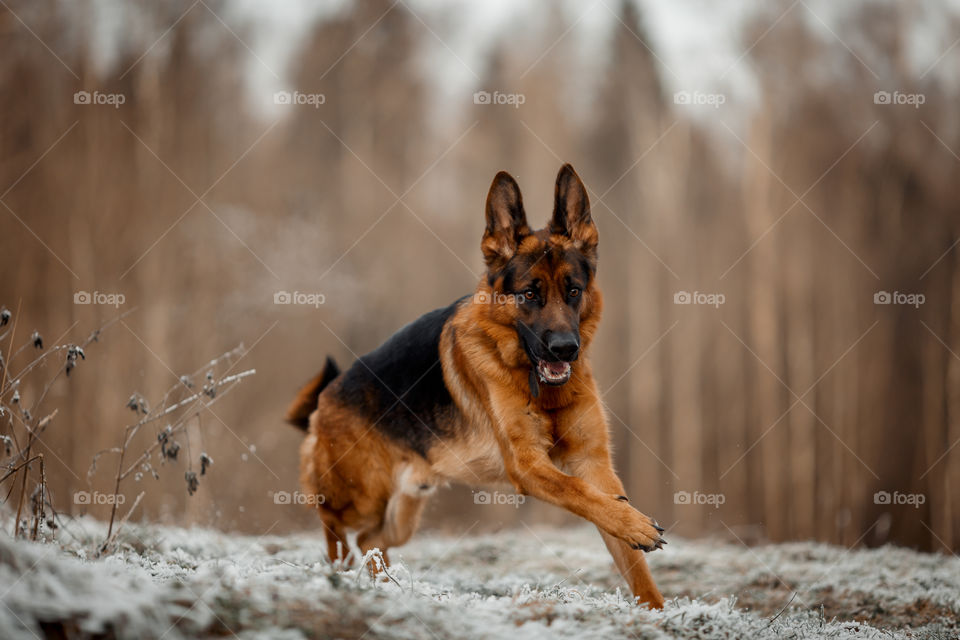 German shepherd dog walking outdoor at frozen day