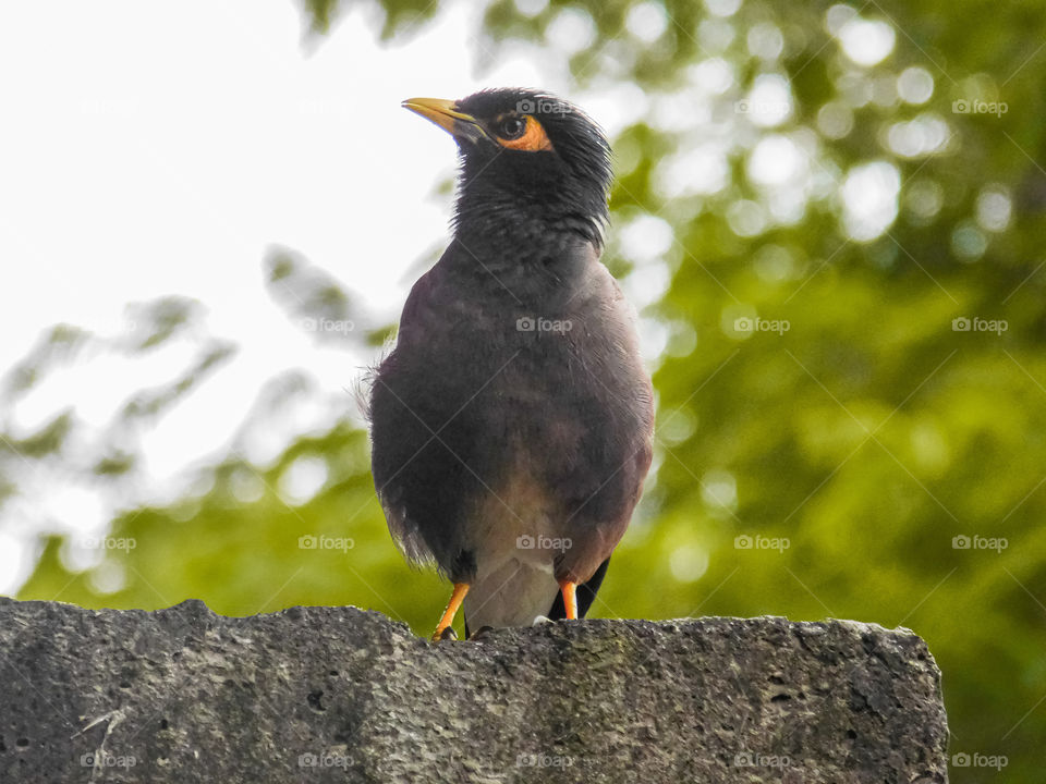 Common Mynah in India it is called as Salunkhi with standing and watching position with green blurred bookeh effects background.